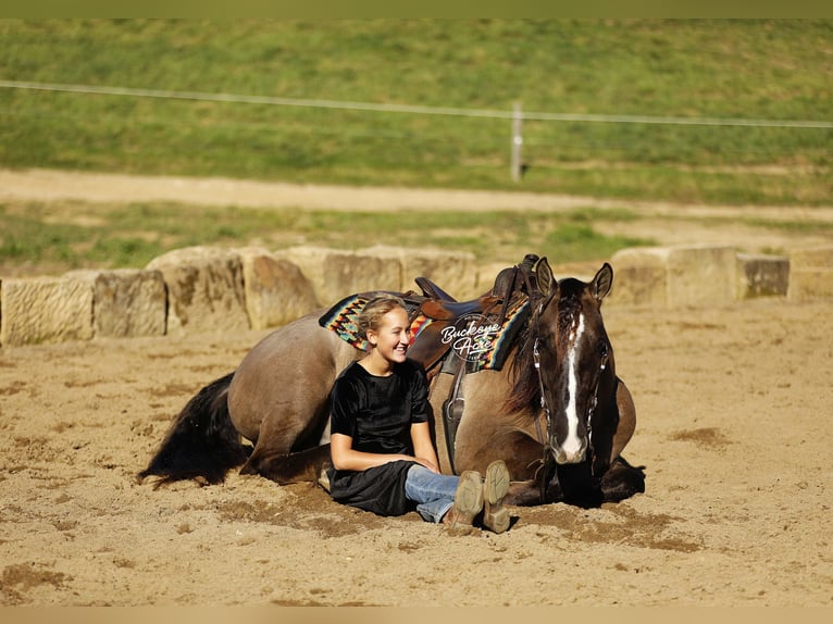 caballo de tiro Mestizo Caballo castrado 4 años 163 cm Grullo in Millersburg