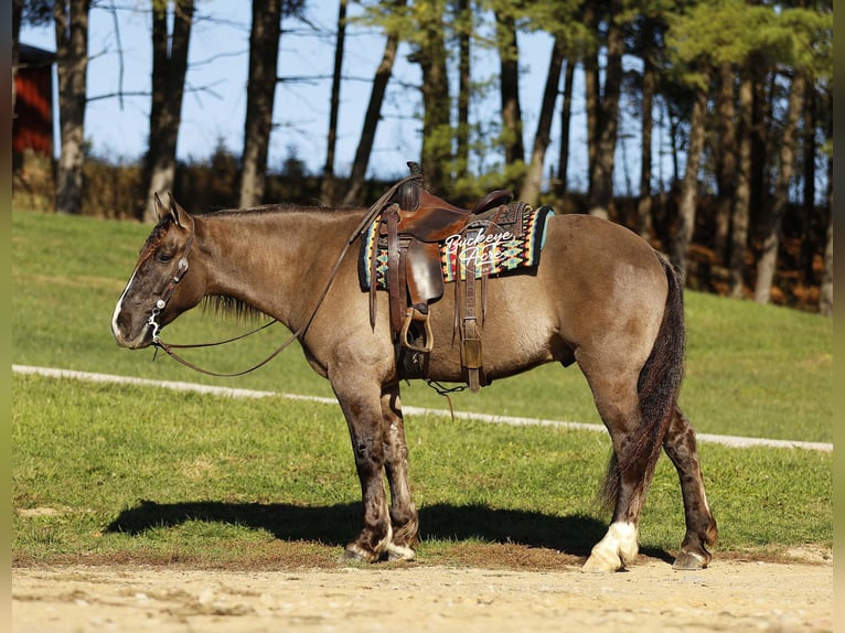 caballo de tiro Mestizo Caballo castrado 4 años 163 cm Grullo in Millersburg