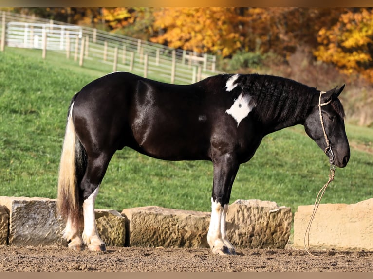 caballo de tiro Mestizo Caballo castrado 4 años 163 cm Negro in Millersburg