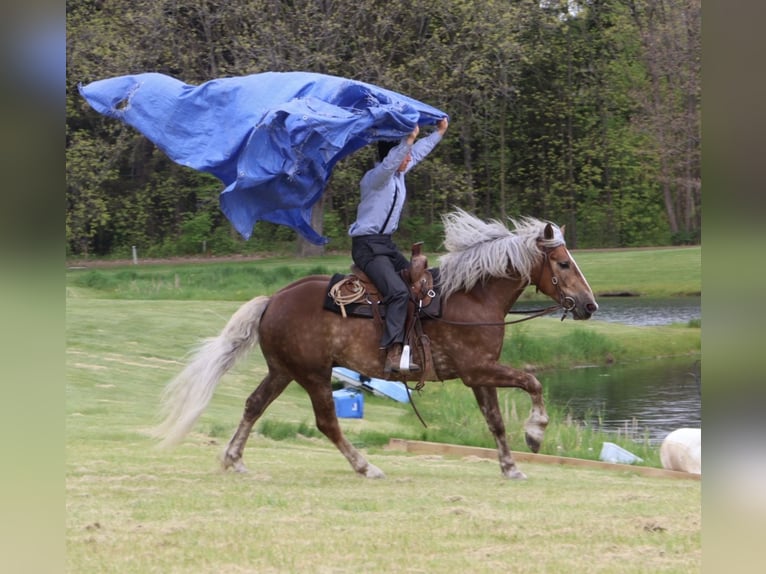 caballo de tiro Mestizo Caballo castrado 4 años 163 cm Palomino in Howell