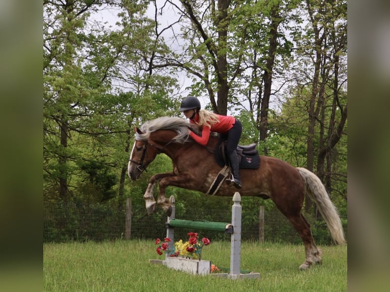 caballo de tiro Mestizo Caballo castrado 4 años 163 cm Palomino in Howell