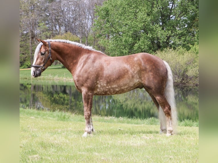 caballo de tiro Mestizo Caballo castrado 4 años 163 cm Palomino in Howell