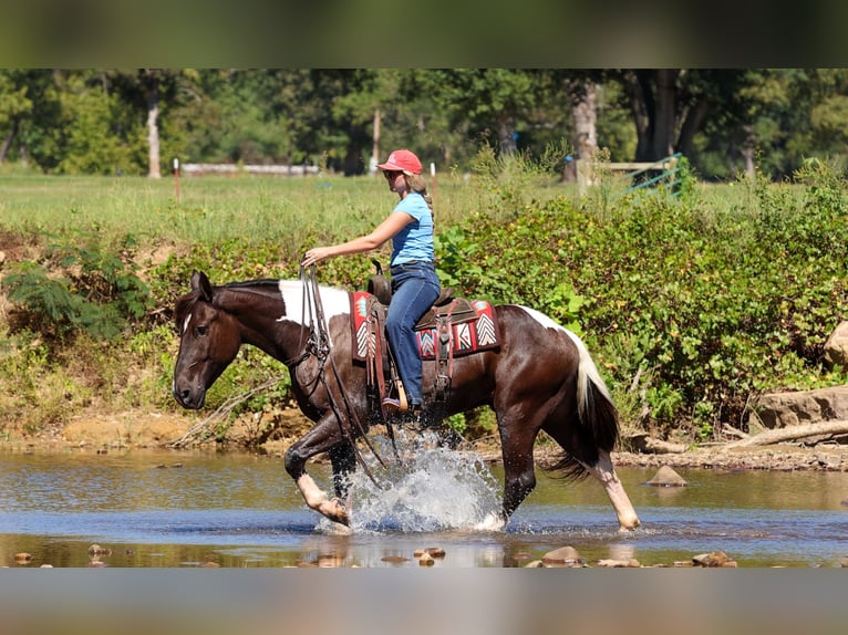 caballo de tiro Mestizo Caballo castrado 4 años 163 cm Pío in Quitman