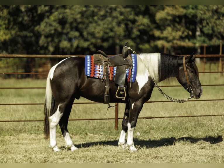 caballo de tiro Mestizo Caballo castrado 4 años 163 cm Pío in Quitman