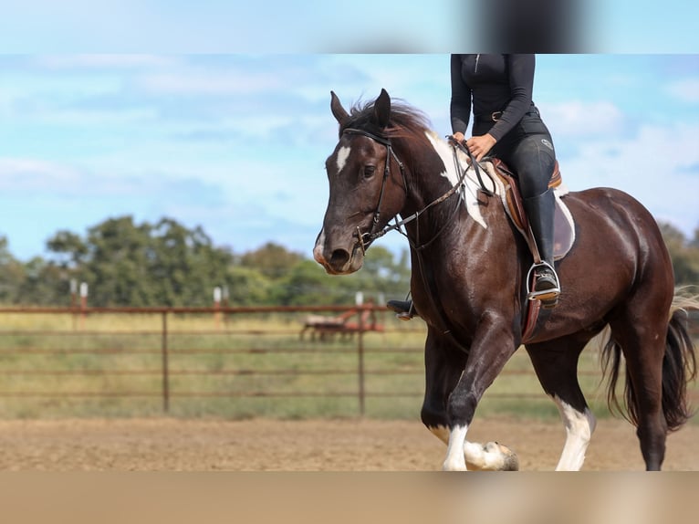 caballo de tiro Mestizo Caballo castrado 4 años 163 cm Pío in Quitman