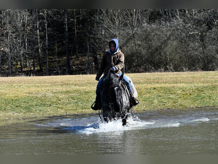 caballo de tiro Mestizo Caballo castrado 4 años 163 cm Ruano azulado in Rebersburg, PA