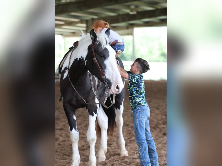 caballo de tiro Caballo castrado 4 años 163 cm Tobiano-todas las-capas in Auburn, KY