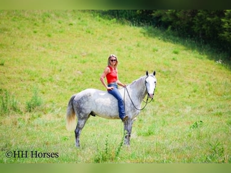 caballo de tiro Caballo castrado 4 años 163 cm Tordo rodado in Flemingsburg