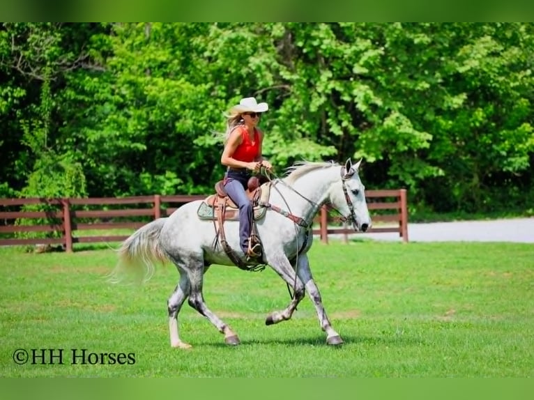caballo de tiro Caballo castrado 4 años 163 cm Tordo rodado in Flemingsburg