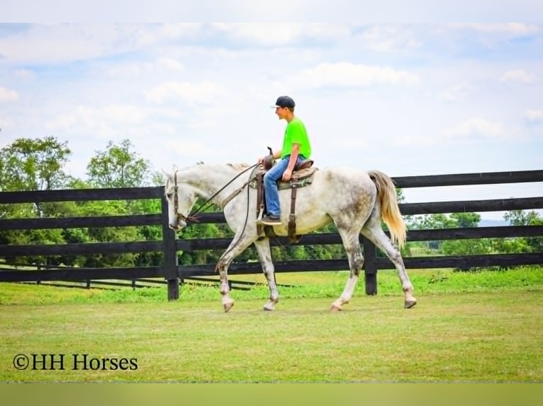 caballo de tiro Caballo castrado 4 años 163 cm Tordo rodado in Flemingsburg