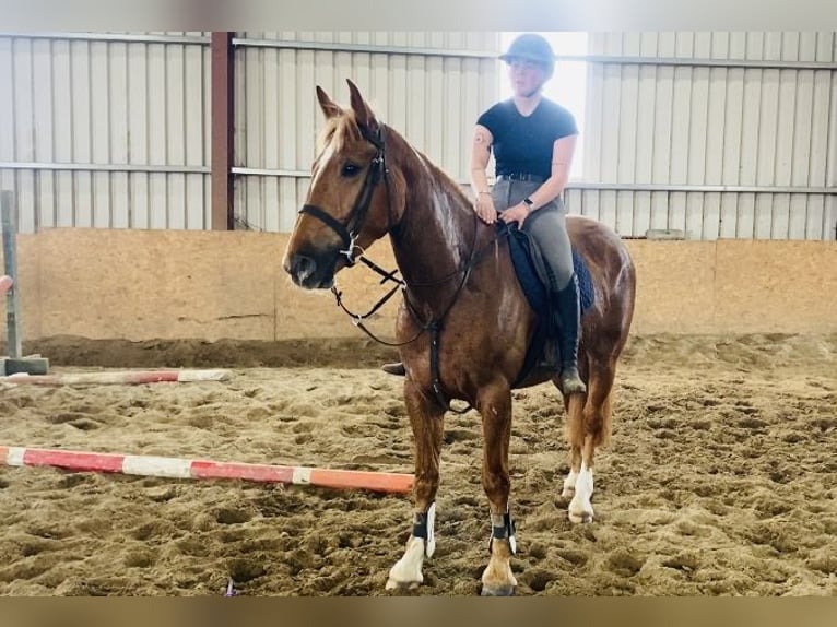 caballo de tiro Caballo castrado 4 años 164 cm Alazán-tostado in Sligo