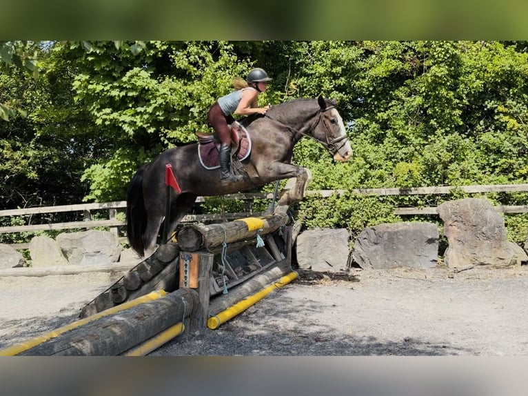 caballo de tiro Caballo castrado 4 años 164 cm Ruano azulado in Mountrath, Co. Laois