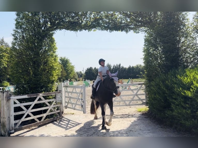 caballo de tiro Caballo castrado 4 años 164 cm Ruano azulado in Mountrath, Co. Laois