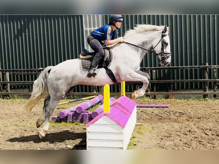caballo de tiro Caballo castrado 4 años 164 cm Tordo in Sligo
