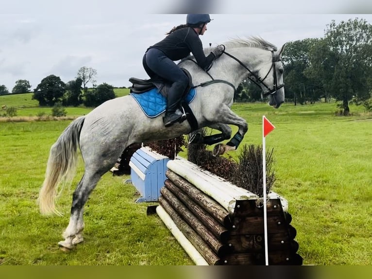 caballo de tiro Caballo castrado 4 años 164 cm Tordo in Sligo