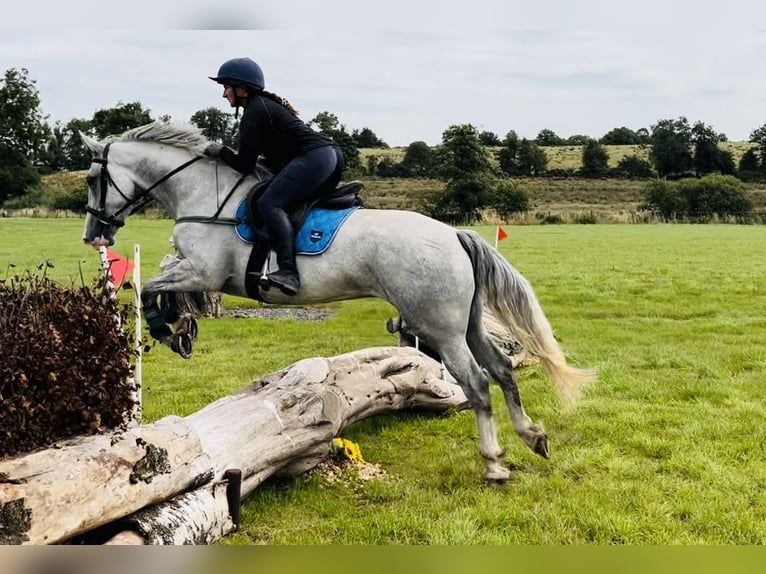 caballo de tiro Caballo castrado 4 años 164 cm Tordo in Sligo