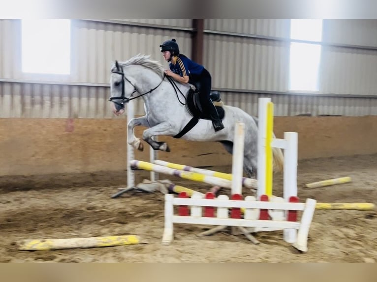 caballo de tiro Caballo castrado 4 años 164 cm Tordo in Sligo