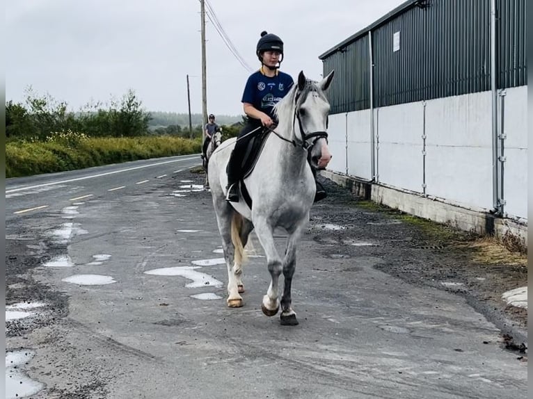 caballo de tiro Caballo castrado 4 años 164 cm Tordo in Sligo