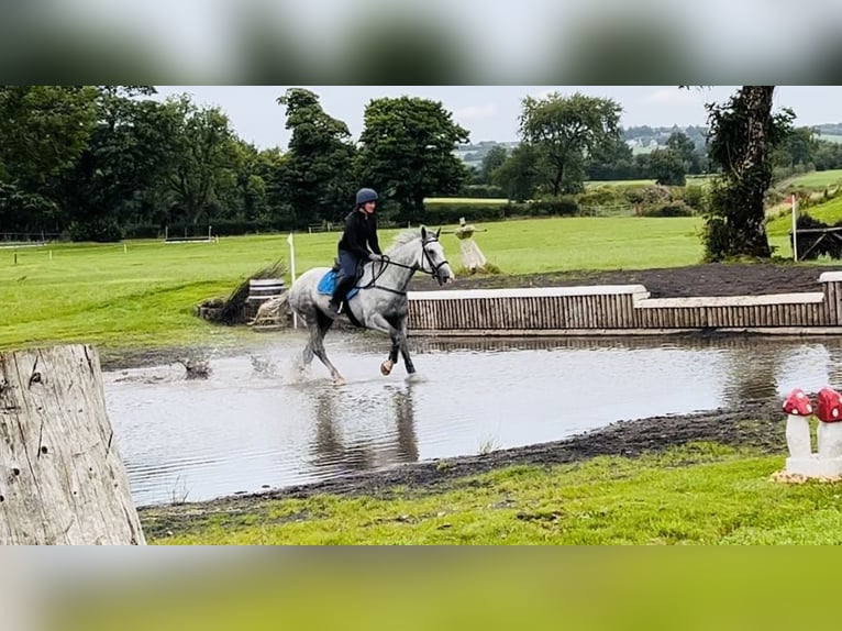 caballo de tiro Caballo castrado 4 años 164 cm Tordo in Sligo