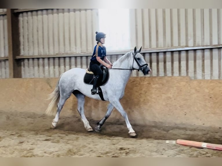 caballo de tiro Caballo castrado 4 años 164 cm Tordo in Sligo