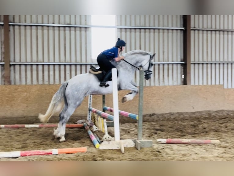 caballo de tiro Caballo castrado 4 años 164 cm Tordo in Sligo