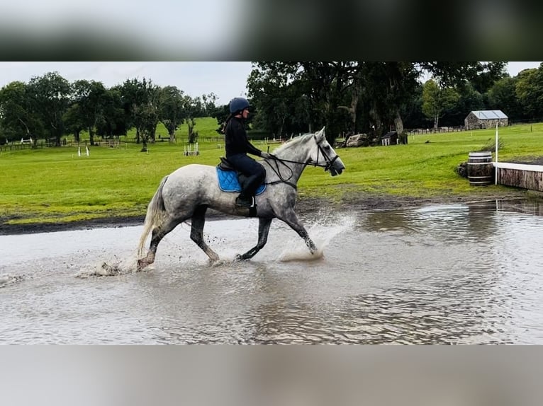 caballo de tiro Caballo castrado 4 años 164 cm Tordo in Sligo