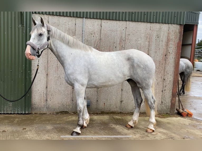 caballo de tiro Caballo castrado 4 años 164 cm Tordo in Sligo