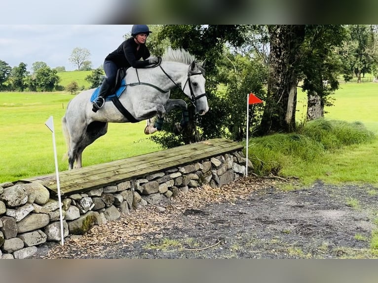 caballo de tiro Caballo castrado 4 años 164 cm Tordo in Sligo