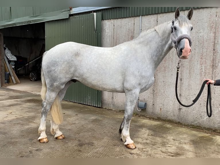 caballo de tiro Caballo castrado 4 años 164 cm Tordo in Sligo