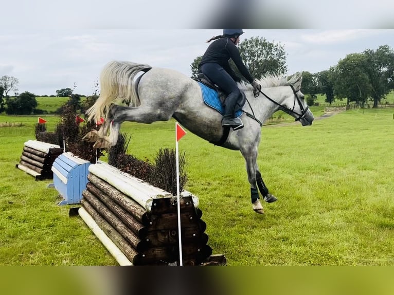caballo de tiro Caballo castrado 4 años 164 cm Tordo in Sligo
