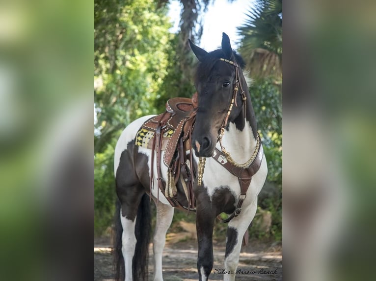 caballo de tiro Caballo castrado 4 años 165 cm in Ocala, FL1