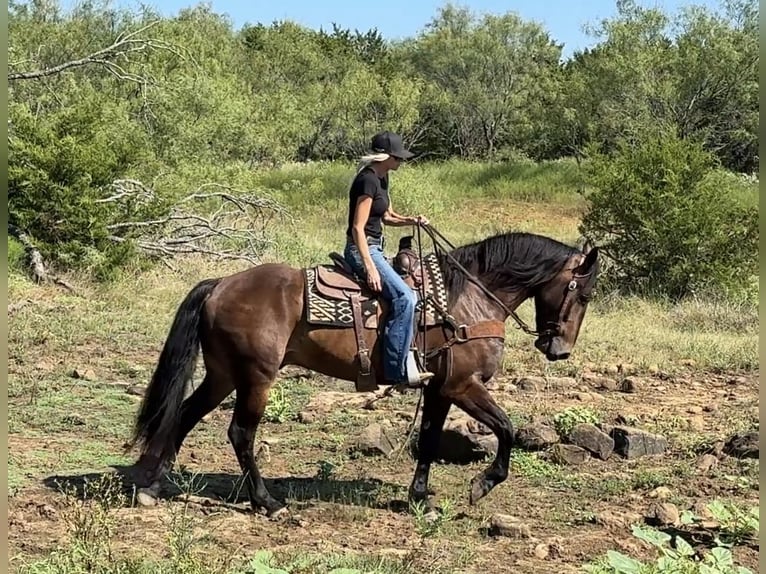caballo de tiro Mestizo Caballo castrado 4 años 165 cm Castaño rojizo in Jacksboro