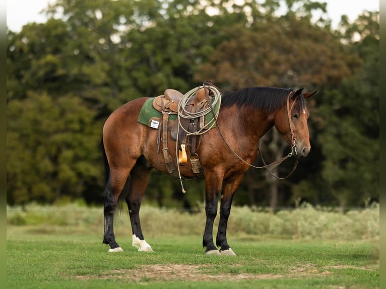 caballo de tiro Mestizo Caballo castrado 4 años 165 cm Castaño rojizo in De Kalb, TX