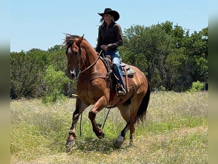 caballo de tiro Caballo castrado 4 años 165 cm Castaño rojizo in Weatherford