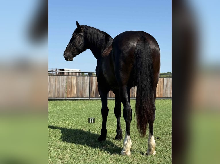 caballo de tiro Caballo castrado 4 años 165 cm Negro in Jacksboro TX