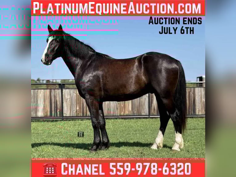caballo de tiro Caballo castrado 4 años 165 cm Negro in Jacksboro TX