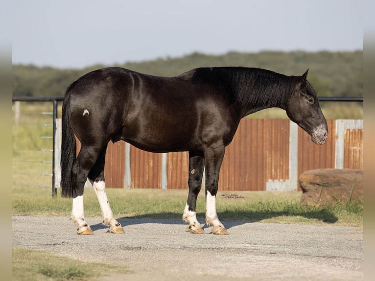 caballo de tiro Mestizo Caballo castrado 4 años 165 cm Negro in Madill