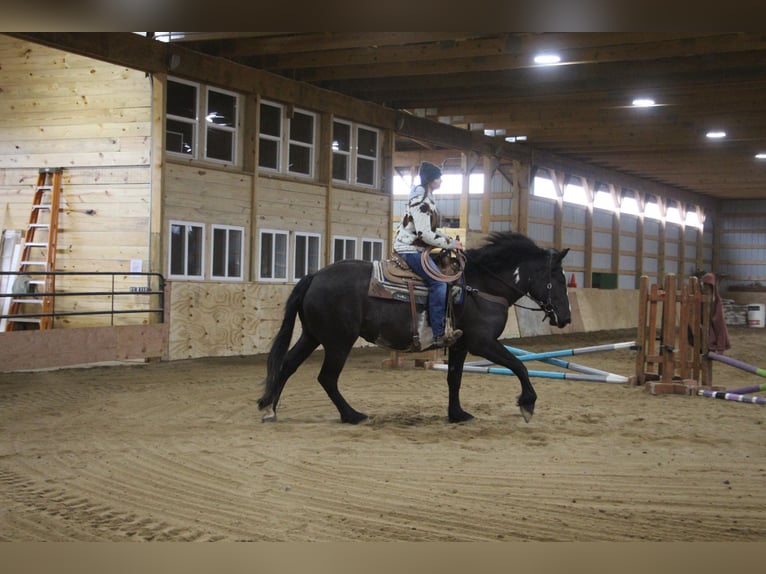 caballo de tiro Caballo castrado 4 años 165 cm Overo-todas las-capas in Howell, MI