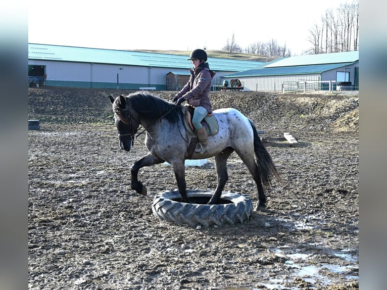 caballo de tiro Caballo castrado 4 años 165 cm Ruano azulado in Warsaw