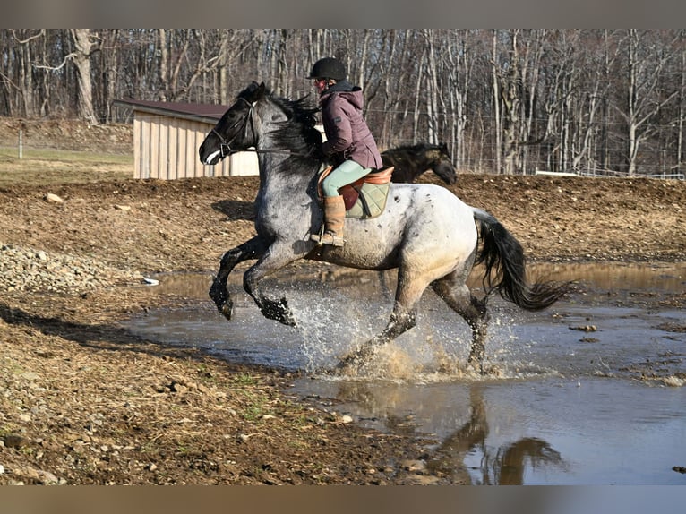 caballo de tiro Caballo castrado 4 años 165 cm Ruano azulado in Warsaw
