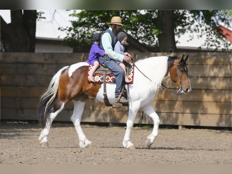 caballo de tiro Caballo castrado 4 años 165 cm Tobiano-todas las-capas in Independence IA