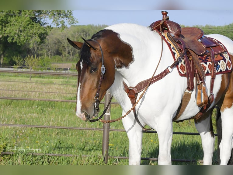 caballo de tiro Caballo castrado 4 años 165 cm Tobiano-todas las-capas in Independence IA