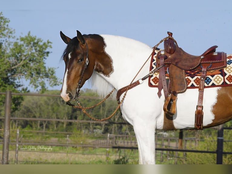 caballo de tiro Caballo castrado 4 años 165 cm Tobiano-todas las-capas in Independence IA