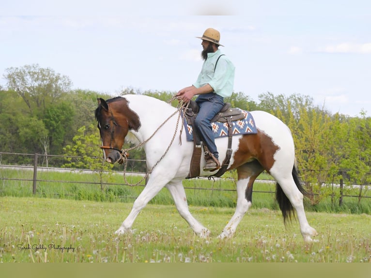 caballo de tiro Caballo castrado 4 años 165 cm Tobiano-todas las-capas in Independence IA