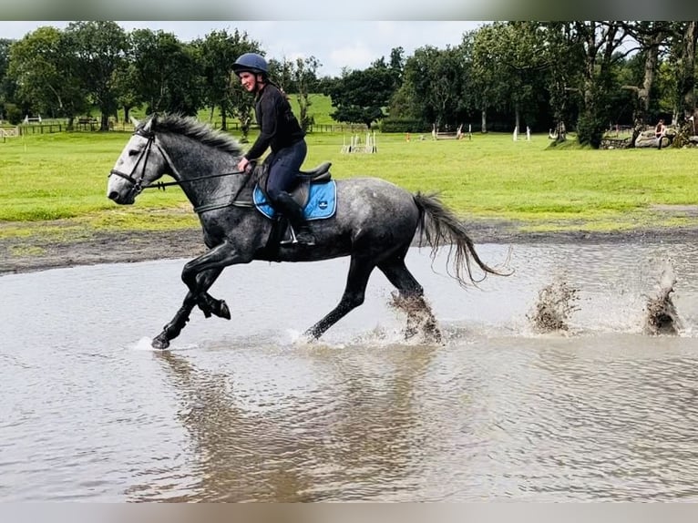 caballo de tiro Caballo castrado 4 años 165 cm Tordillo negro in Sligo