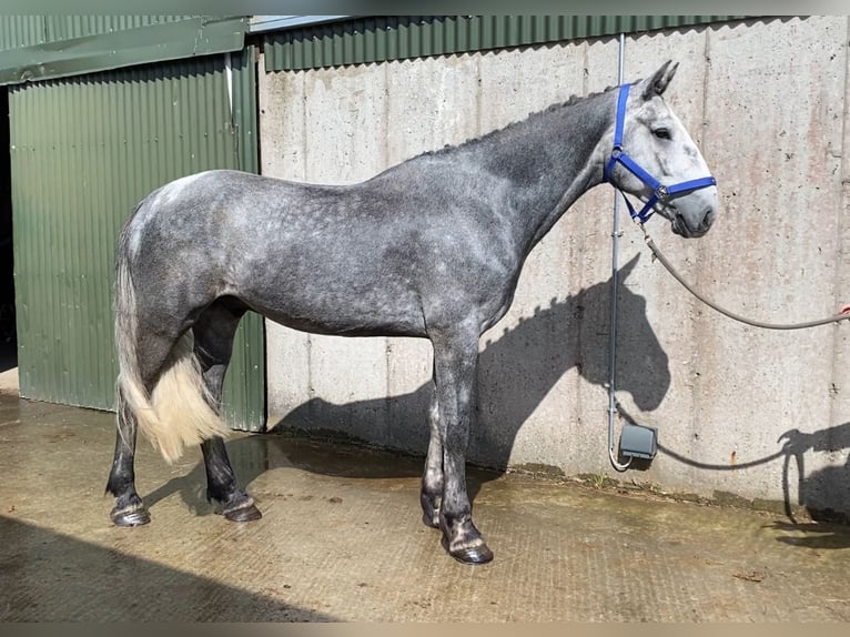 caballo de tiro Caballo castrado 4 años 165 cm Tordillo negro in Sligo