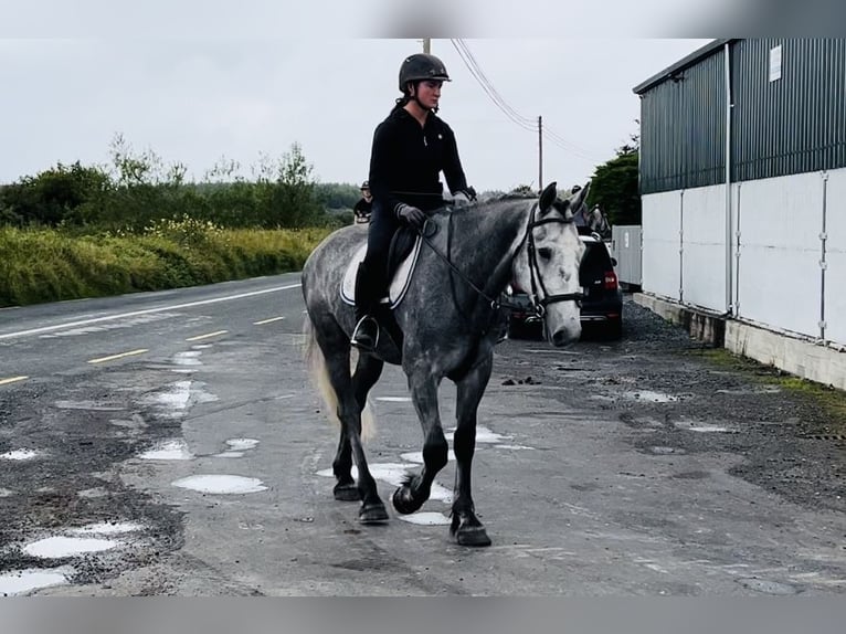 caballo de tiro Caballo castrado 4 años 165 cm Tordillo negro in Sligo