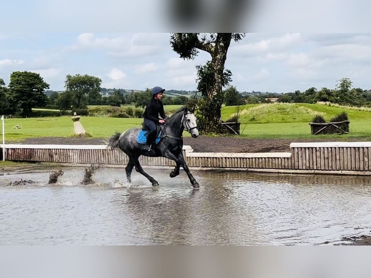caballo de tiro Caballo castrado 4 años 165 cm Tordillo negro in Sligo