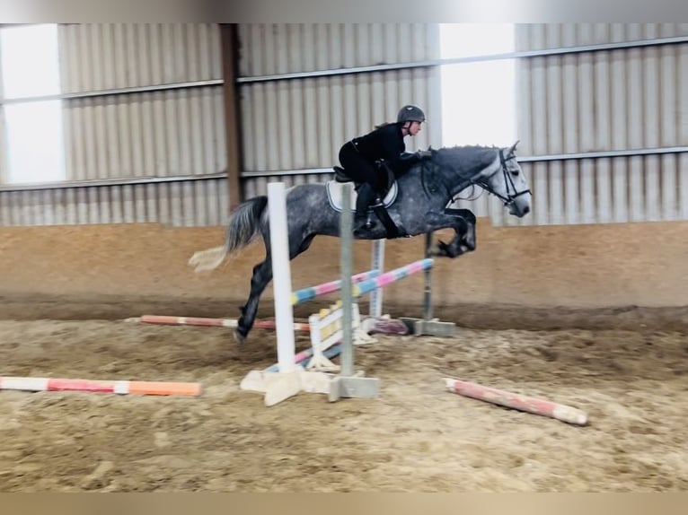 caballo de tiro Caballo castrado 4 años 165 cm Tordillo negro in Sligo