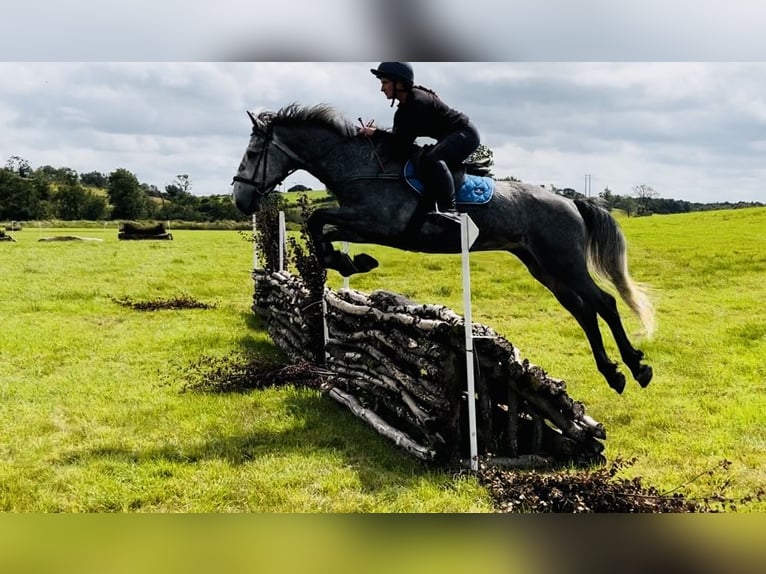 caballo de tiro Caballo castrado 4 años 165 cm Tordillo negro in Sligo